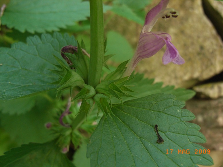 Lamium garganicum